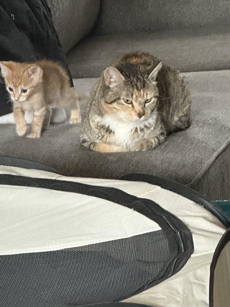 Enlarge Cupcake, an adopted mixed breed in Denver, CO image 4/6