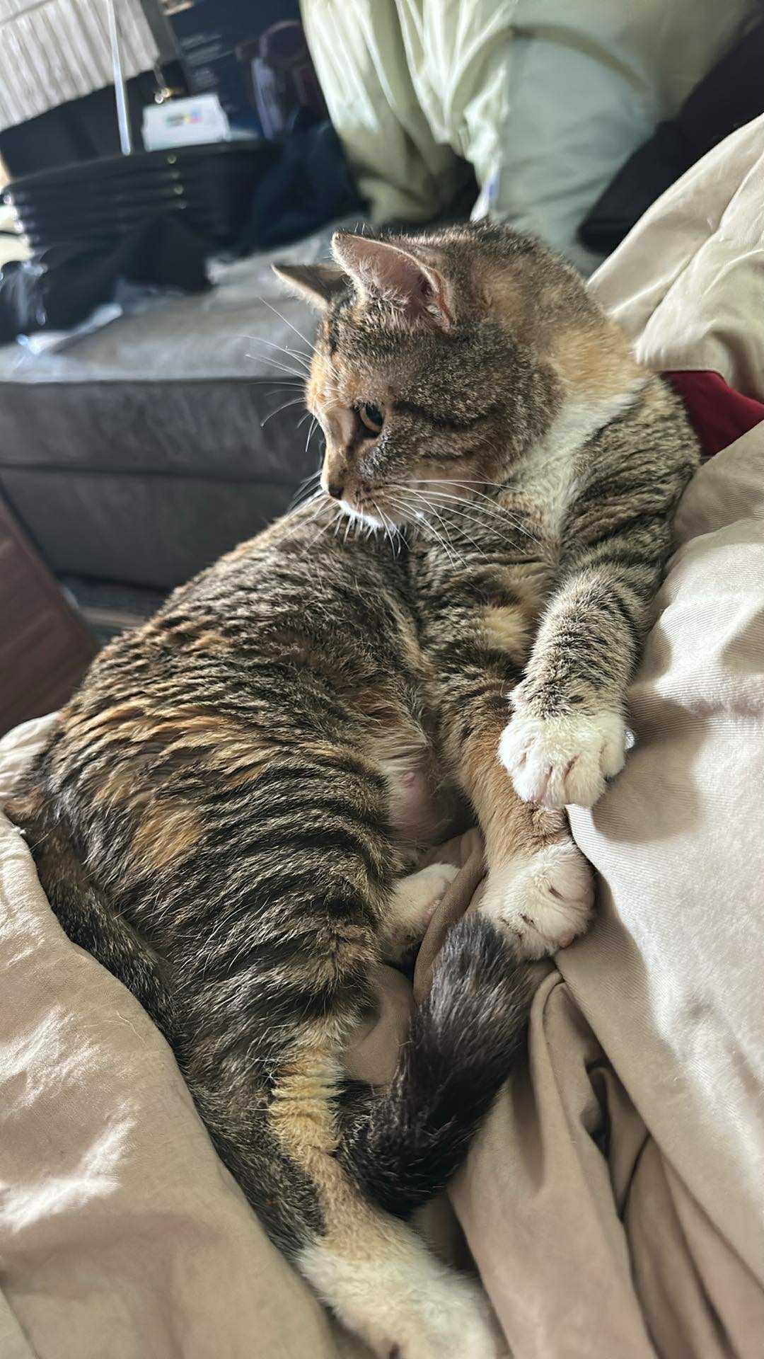 Enlarge Cupcake, an adopted mixed breed in Denver, CO image 2/6