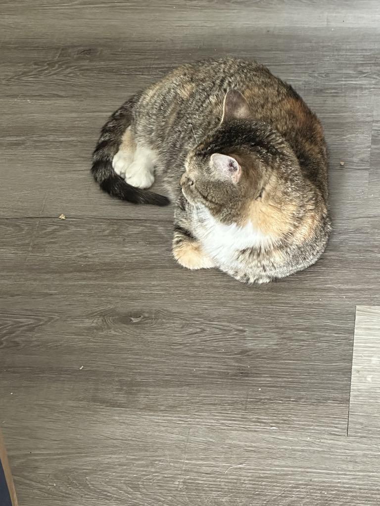 Enlarge Cupcake, an adopted mixed breed in Denver, CO image 5/6