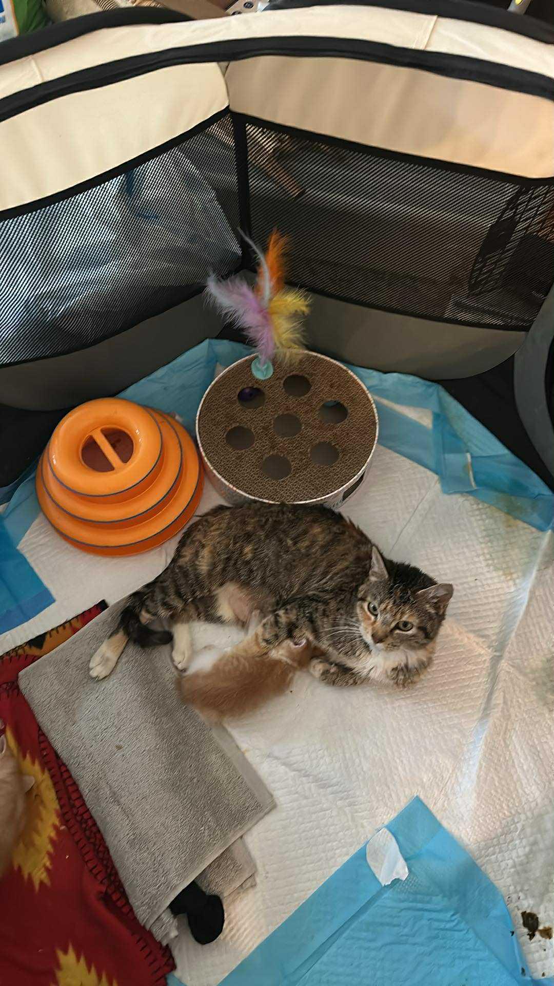 Enlarge Cupcake, an adopted mixed breed in Denver, CO image 6/6