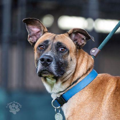 Denny`s, Adoptable, Adult Male Mixed Breed & Mixed Breed.