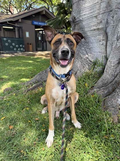 Enlarge Denny`s, a Adoptable mixed breed in Honolulu, HI image 2/3