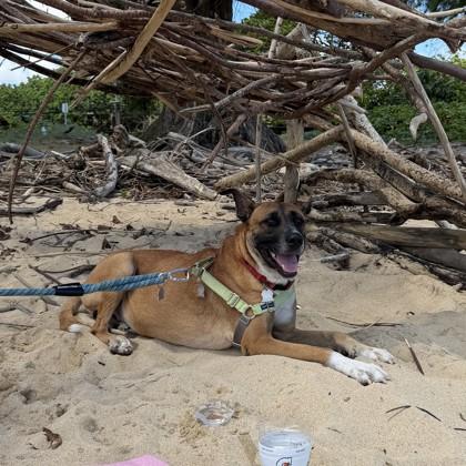 Enlarge Denny`s, a Adoptable mixed breed in Honolulu, HI image 3/3