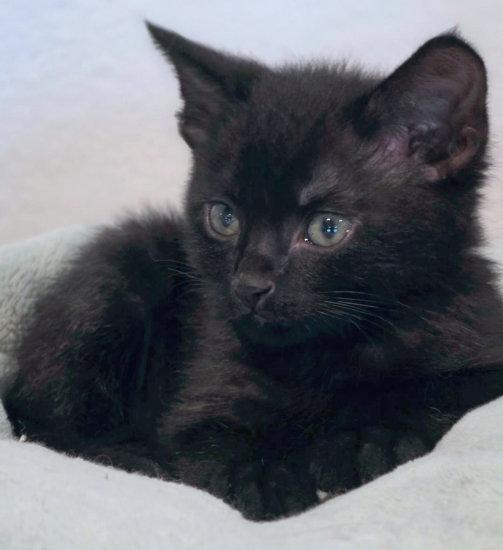 Enlarge Panther, a Adoptable Domestic Short Hair in Anaheim Hills, CA image 1/3