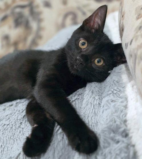 Enlarge Panther, a Adoptable Domestic Short Hair in Anaheim Hills, CA image 2/3