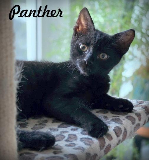 Enlarge Panther, a Adoptable Domestic Short Hair in Anaheim Hills, CA image 3/3