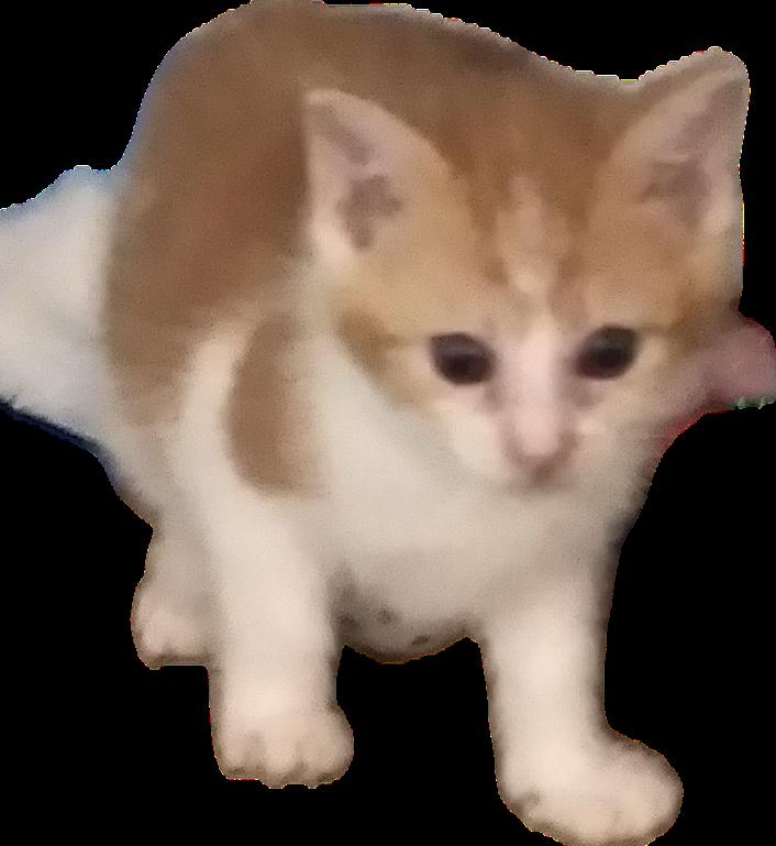 Enlarge Kevin, a Adoptable Domestic Short Hair in Alpharetta, GA image 1/3