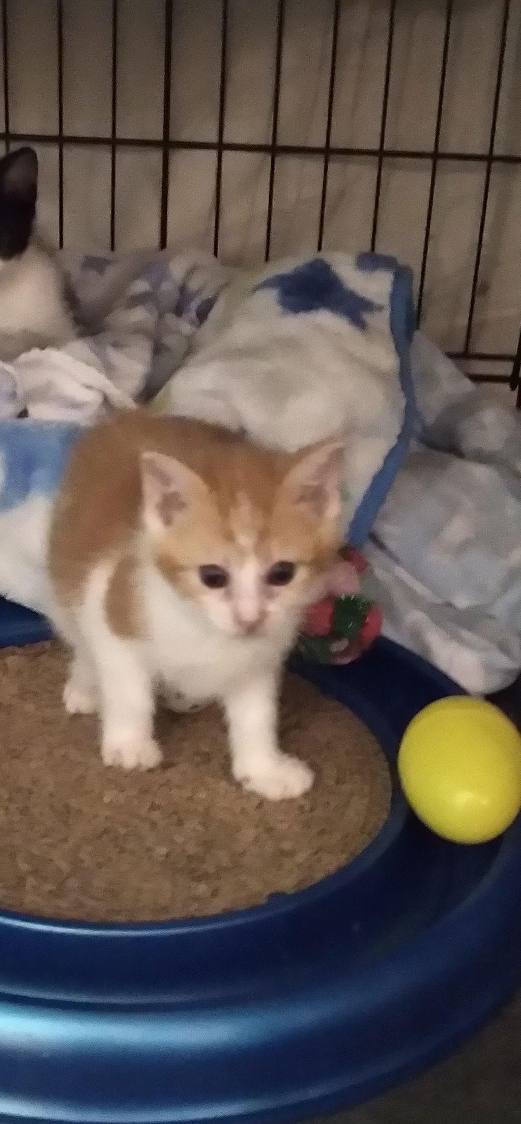 Enlarge Kevin, a Adoptable Domestic Short Hair in Alpharetta, GA image 2/3