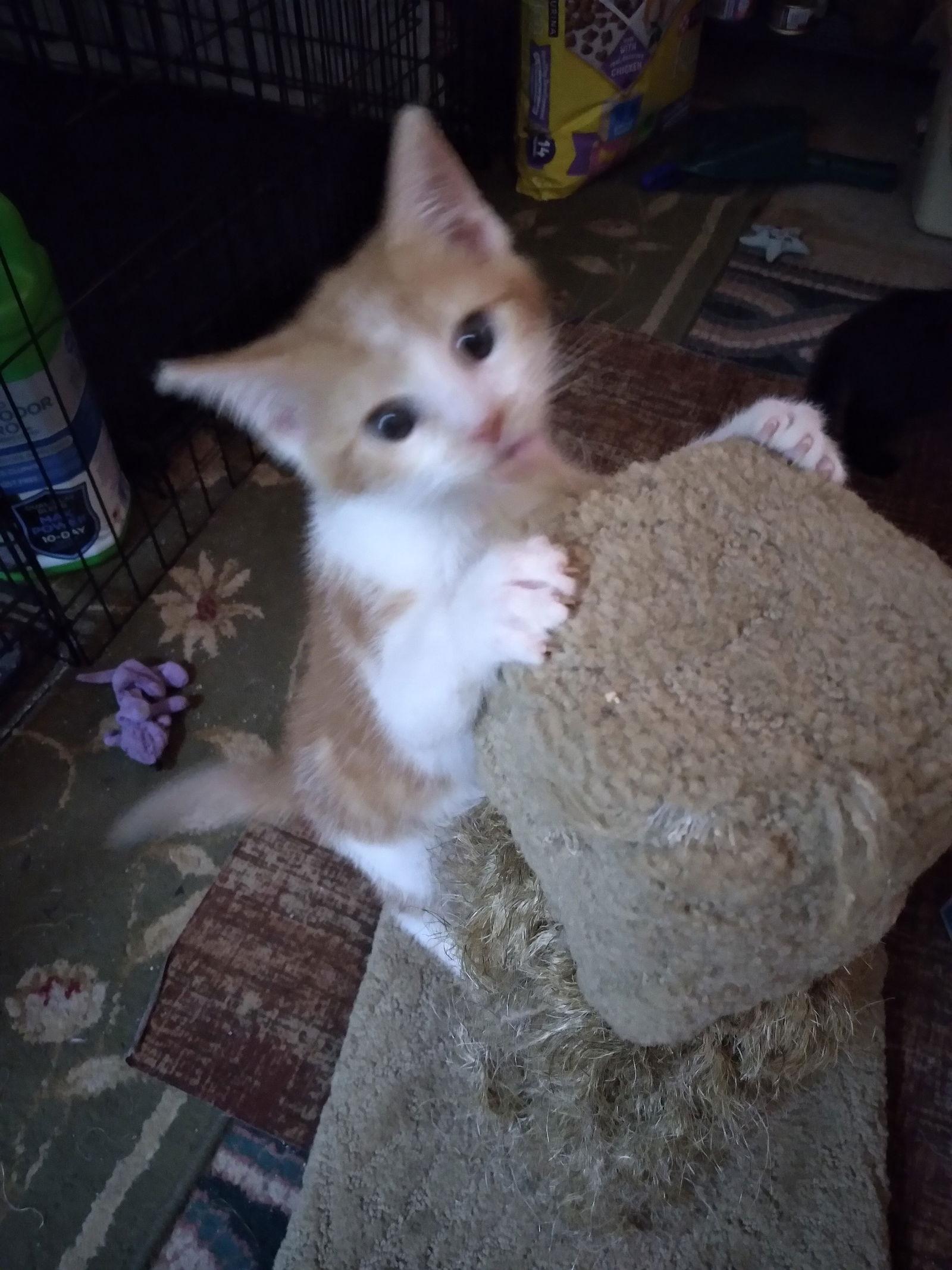 Enlarge Kevin, a Adoptable Domestic Short Hair in Alpharetta, GA image 3/3