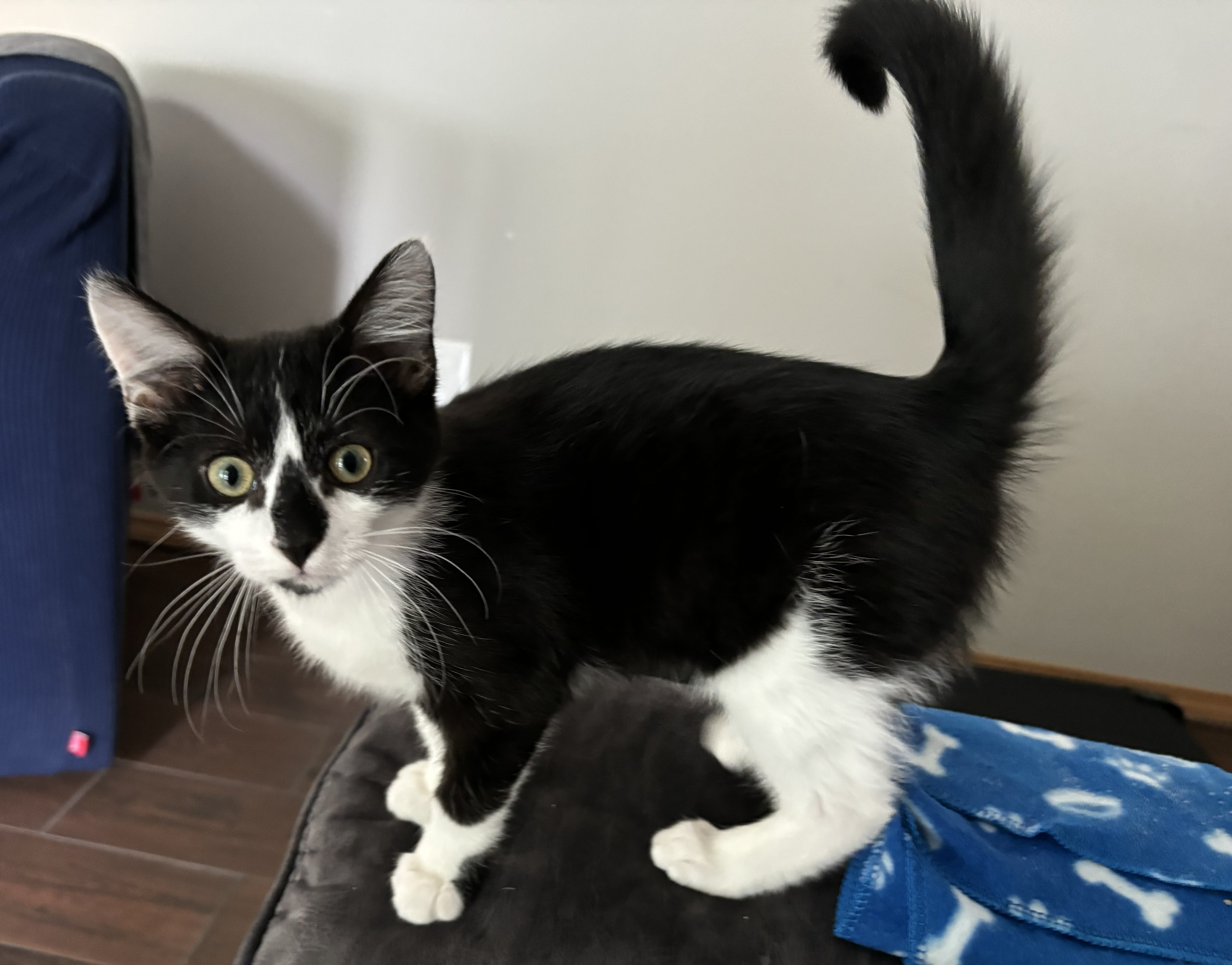 Enlarge Linus, a Adopted Domestic Short Hair in Orangeburg, NY image 2/2