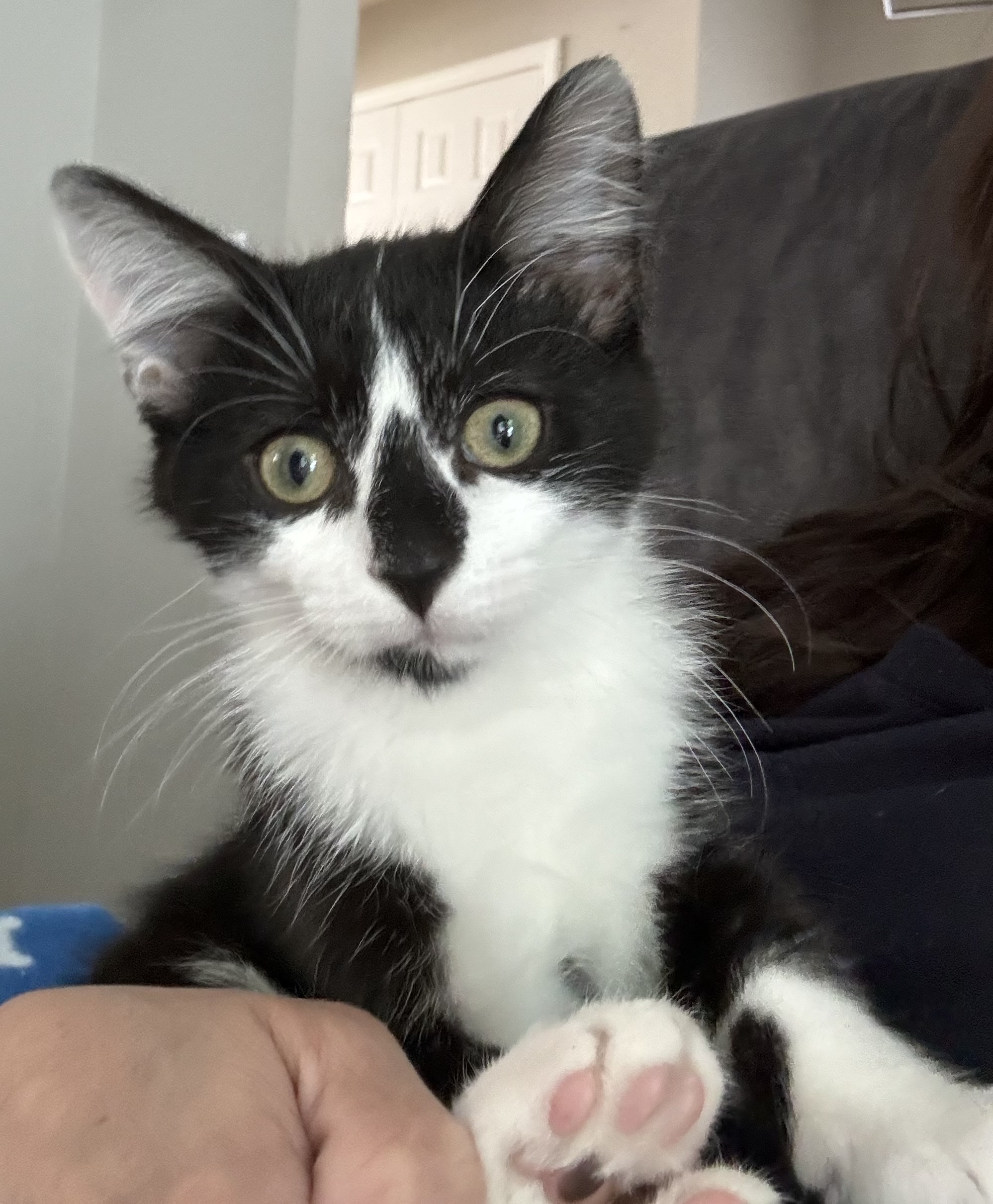 Linus, Adopted, Kitten Male Domestic Short Hair.