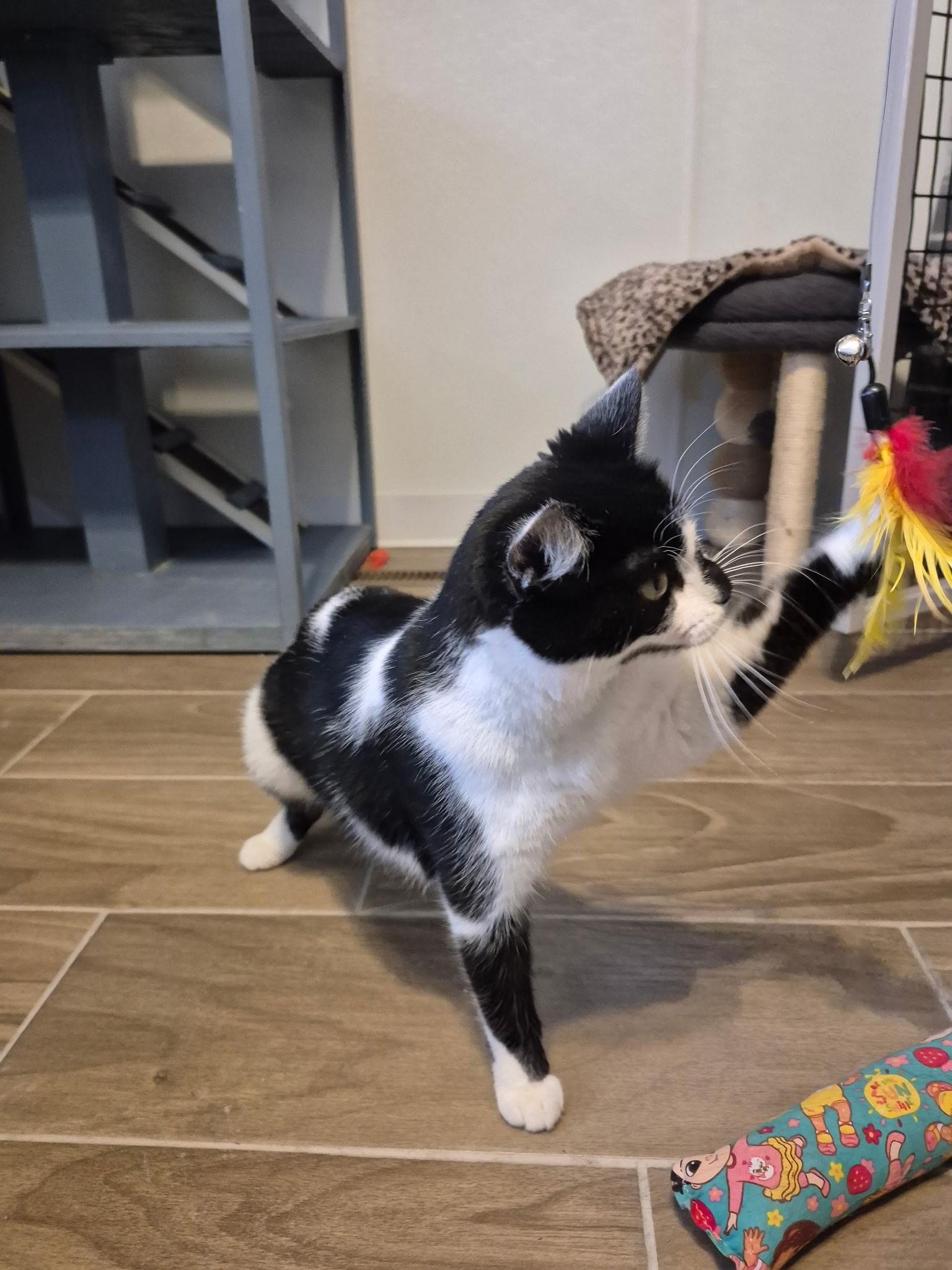 Enlarge Bella, an adoptable Tuxedo in Jeffersonville, IN image 6/6