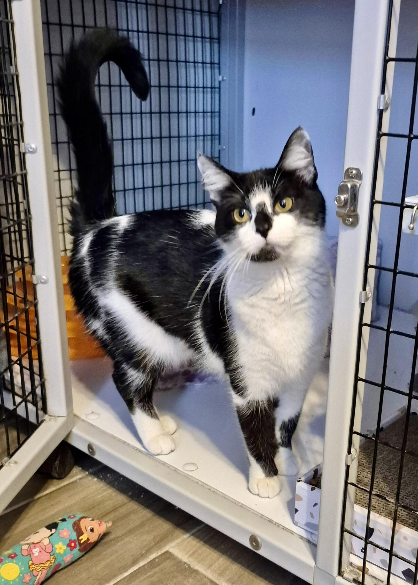 Enlarge Bella, an adoptable Tuxedo in Jeffersonville, IN image 4/6