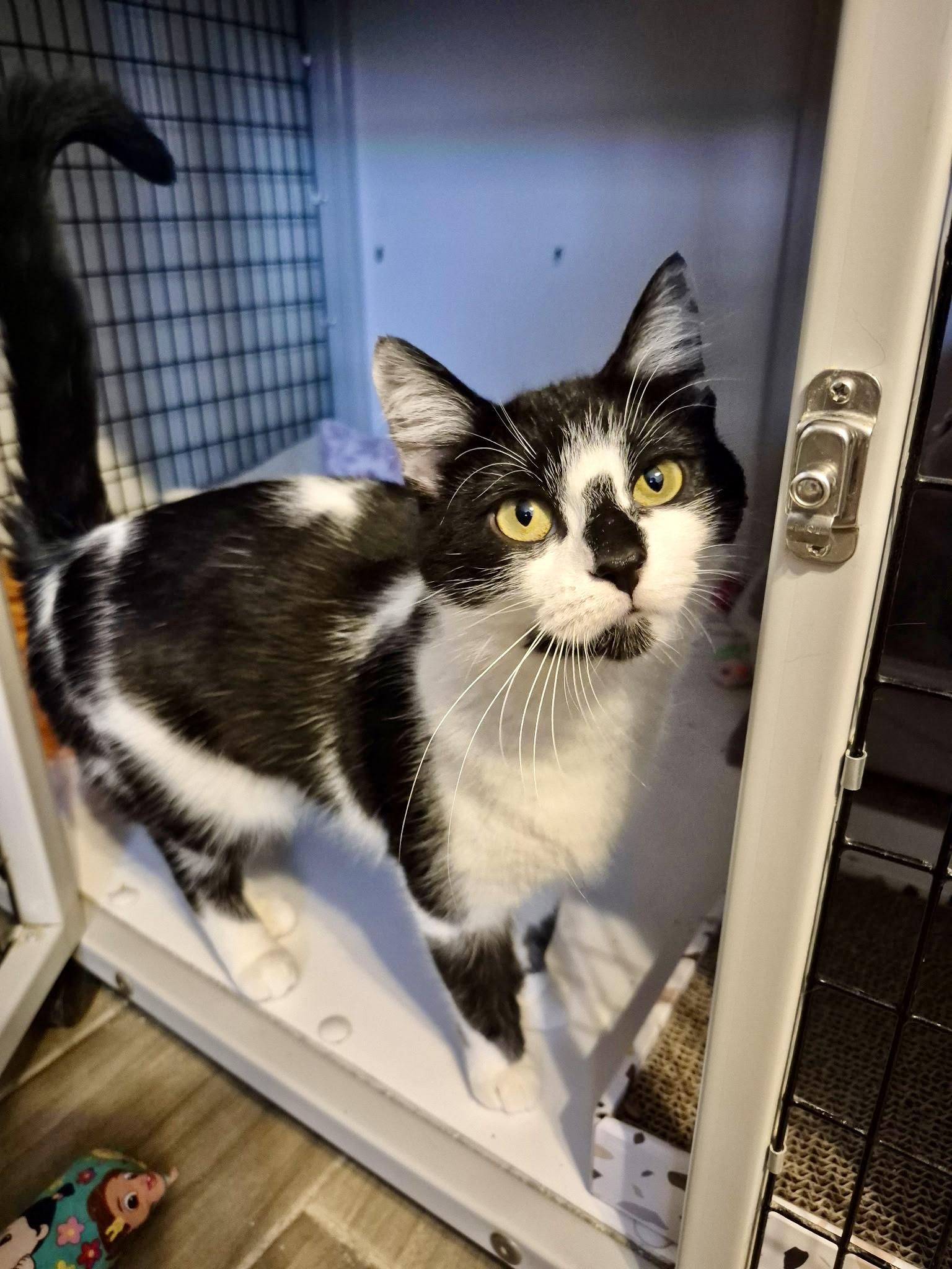 Enlarge Bella, an adoptable Tuxedo in Jeffersonville, IN image 3/6