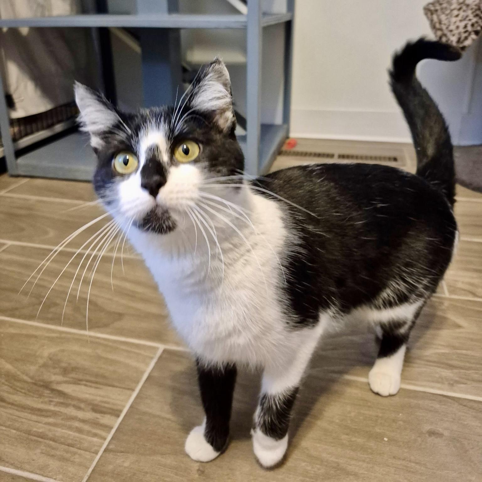 Enlarge Bella, an adoptable Tuxedo in Jeffersonville, IN image 2/6