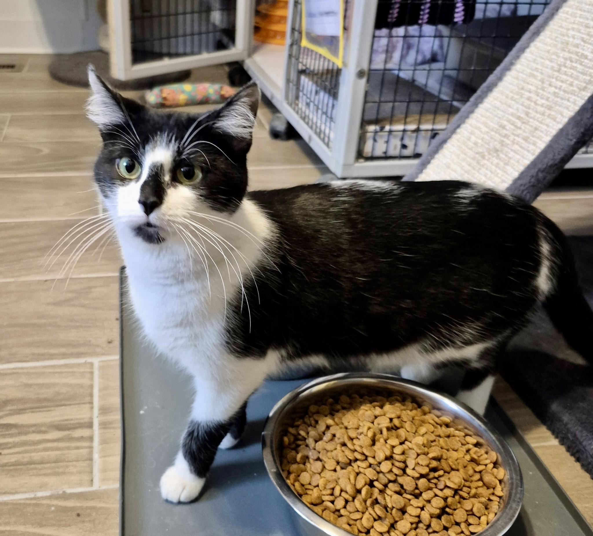 Enlarge Bella, an adoptable Tuxedo in Jeffersonville, IN image 5/6