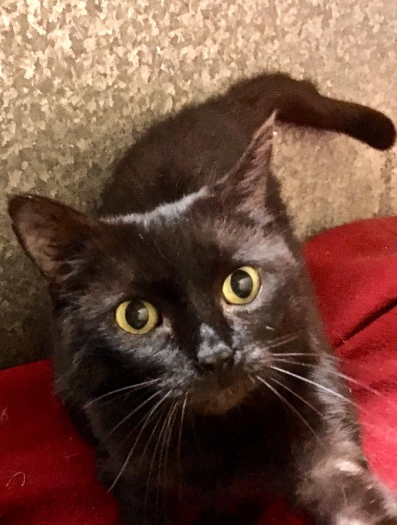 Priscilla, a Adoptable Domestic Short Hair in Kansas City, MO image 1/2