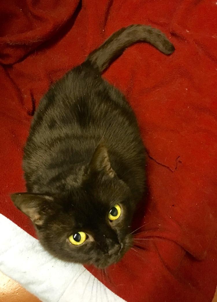 Priscilla, a Adoptable Domestic Short Hair in Kansas City, MO image 2/2