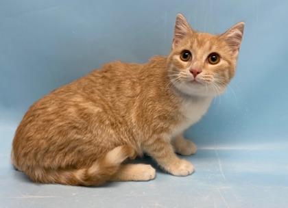 Jameson, Adoptable, Kitten Male Domestic Short Hair & Domestic Short Hair.