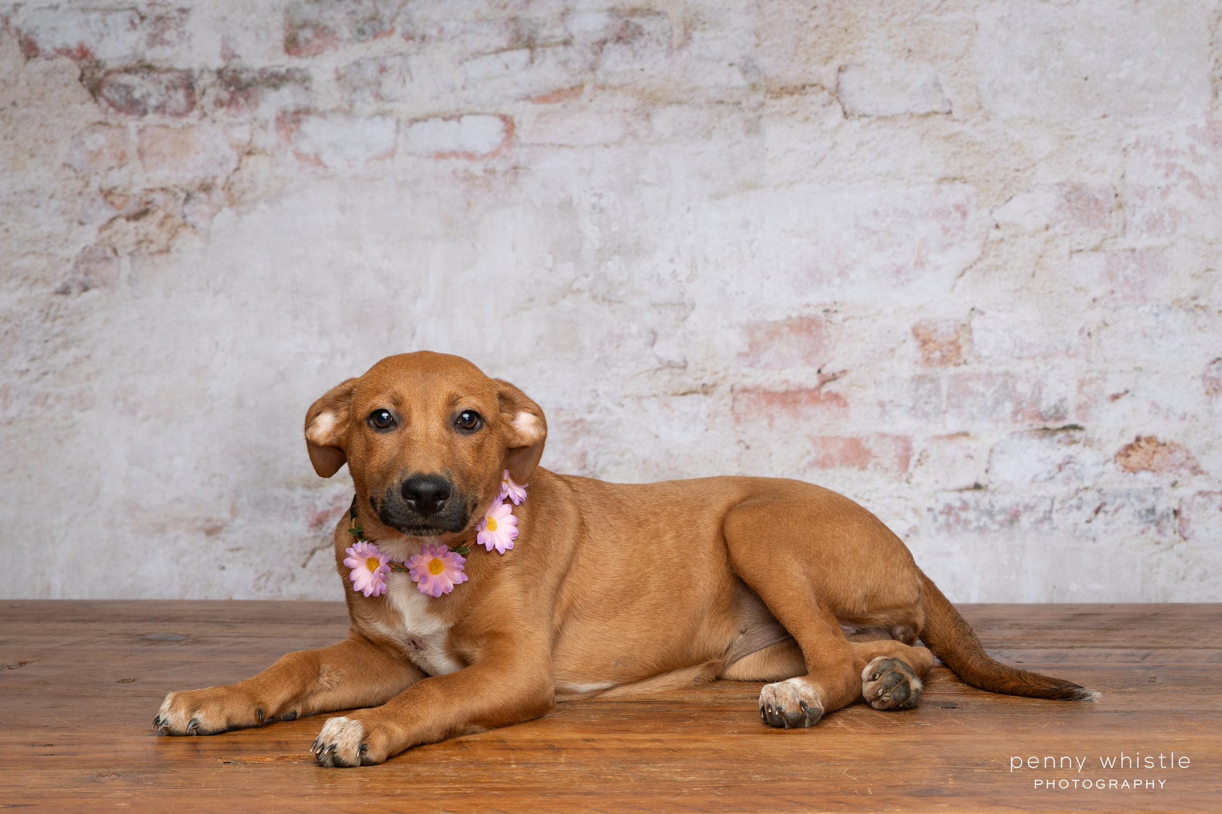 Enlarge Cheyenne, a Adoptable mixed breed in Coppell, TX image 1/2