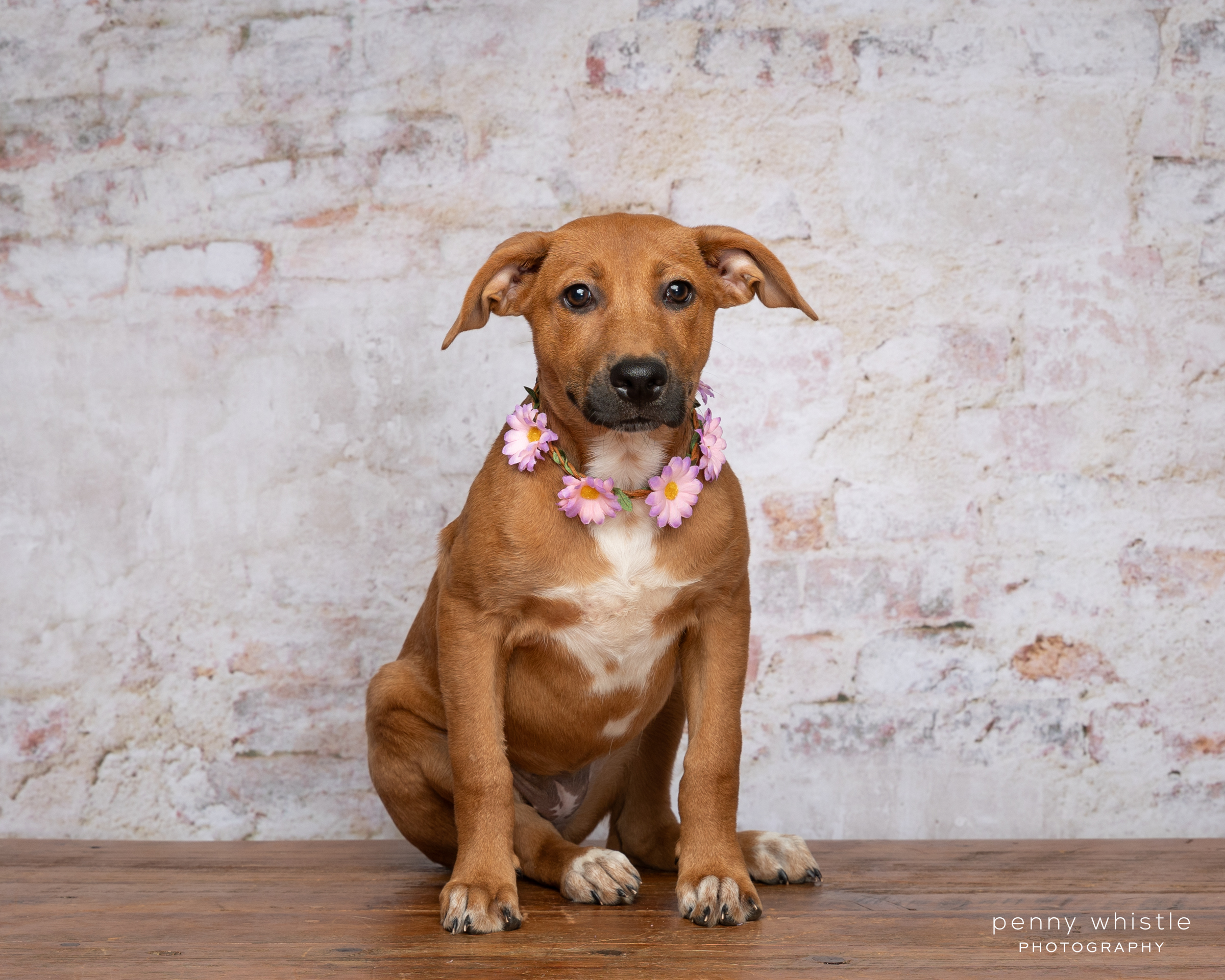 Enlarge Cheyenne, a Adoptable mixed breed in Coppell, TX image 2/2