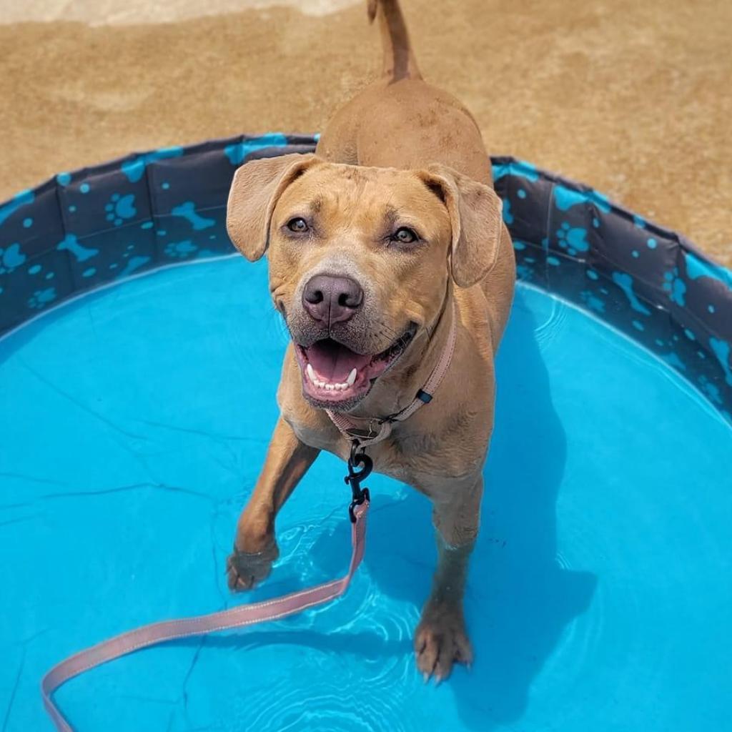 Ikea (Sponsored), Adoptable, Adult Female Pit Bull Terrier & Pit Bull Terrier.