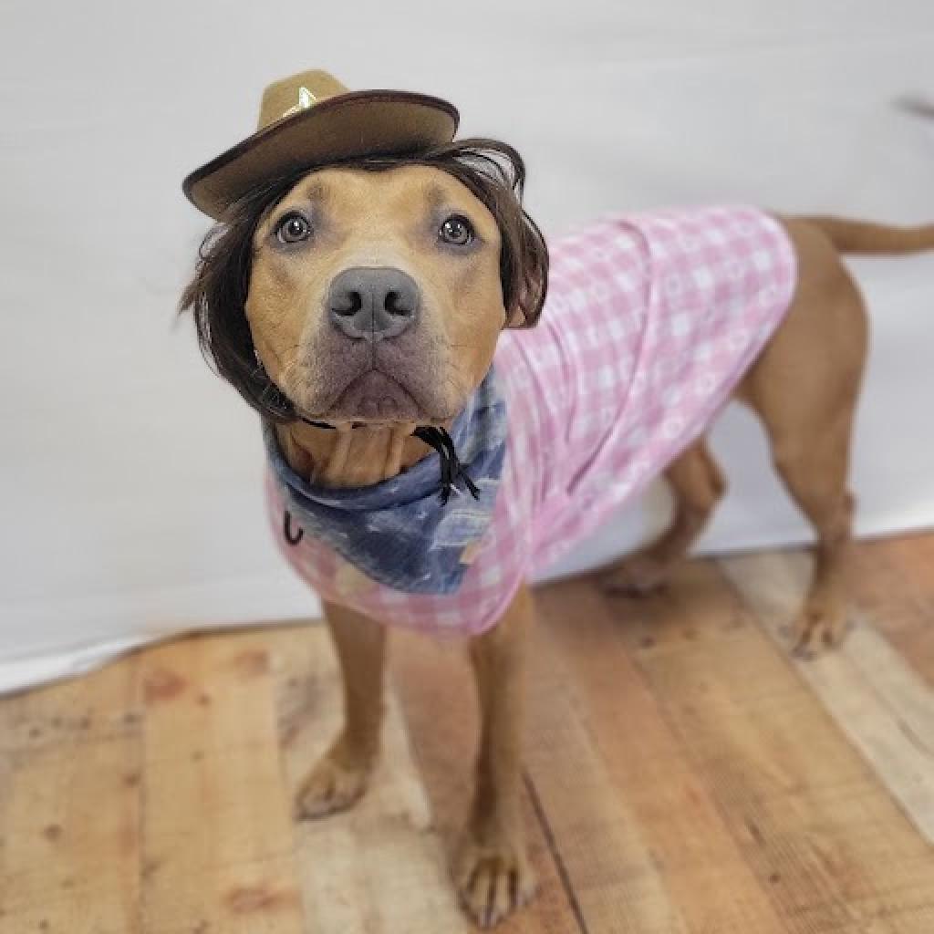 Enlarge Ikea (Sponsored), a Adoptable mixed breed in East Saint Louis, IL image 2/6