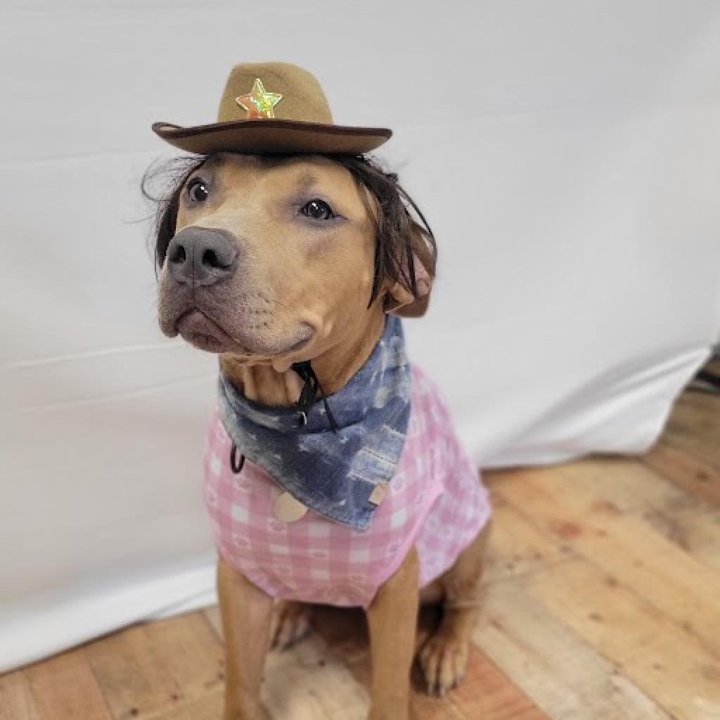 Enlarge Ikea (Sponsored), a Adoptable mixed breed in East Saint Louis, IL image 2/6