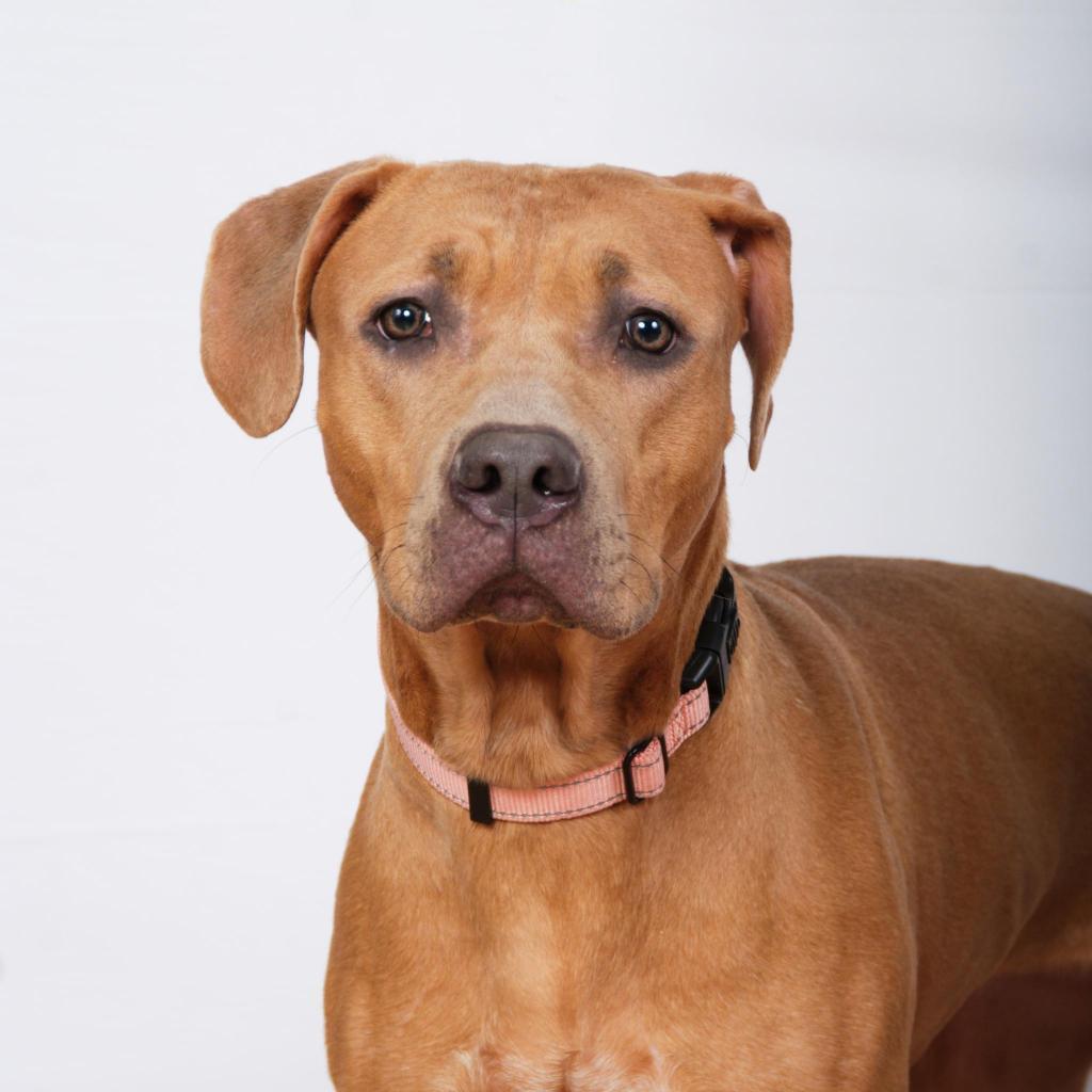 Enlarge Ikea (Sponsored), a Adoptable mixed breed in East Saint Louis, IL image 3/6
