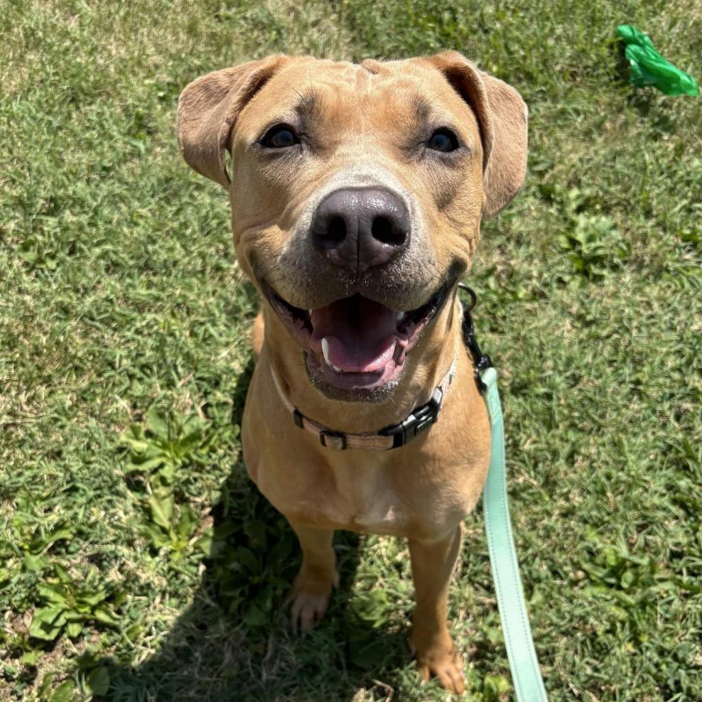 Enlarge Ikea (Sponsored), a Adoptable mixed breed in East Saint Louis, IL image 3/6