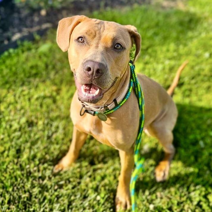 Ikea (Sponsored), Adoptable, Adult Female Pit Bull Terrier & Pit Bull Terrier.