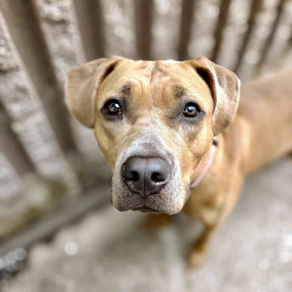 Enlarge Ikea (Sponsored), a Adoptable mixed breed in East Saint Louis, IL image 5/6