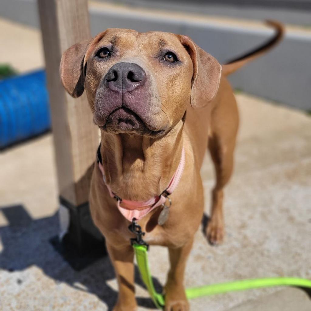 Enlarge Ikea (Sponsored), a Adoptable mixed breed in East Saint Louis, IL image 6/6