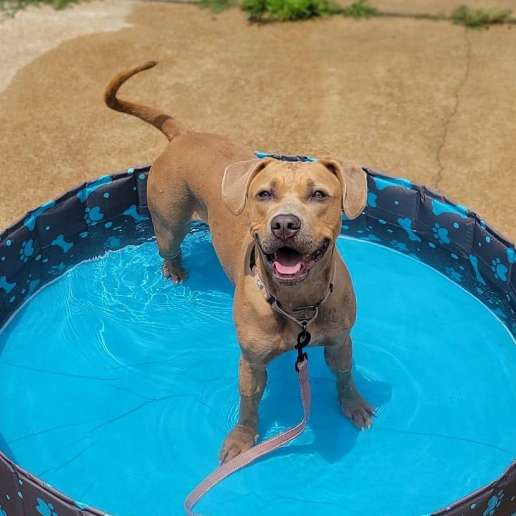 Enlarge Ikea (Sponsored), a Adoptable mixed breed in East Saint Louis, IL image 6/6