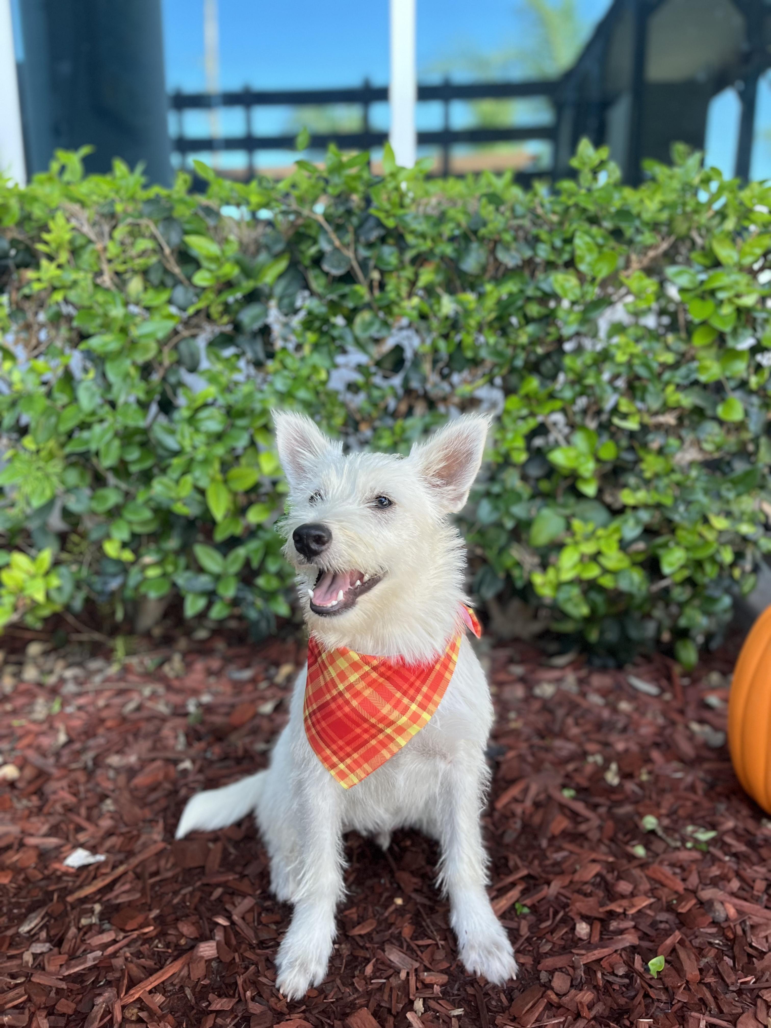 Enlarge George, a ADOPTABLE mixed breed in South El Monte, CA image 2/5
