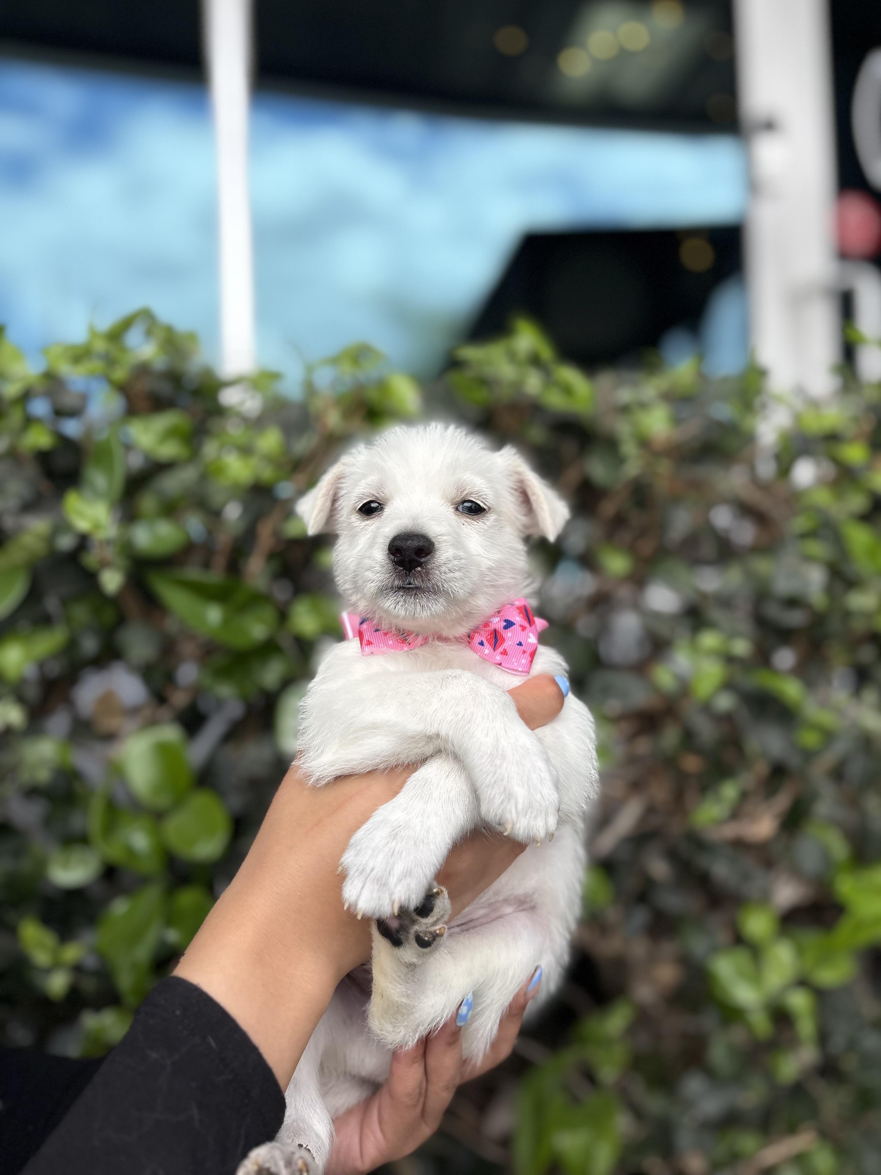 George, a ADOPTABLE mixed breed in South El Monte, CA image 2/4