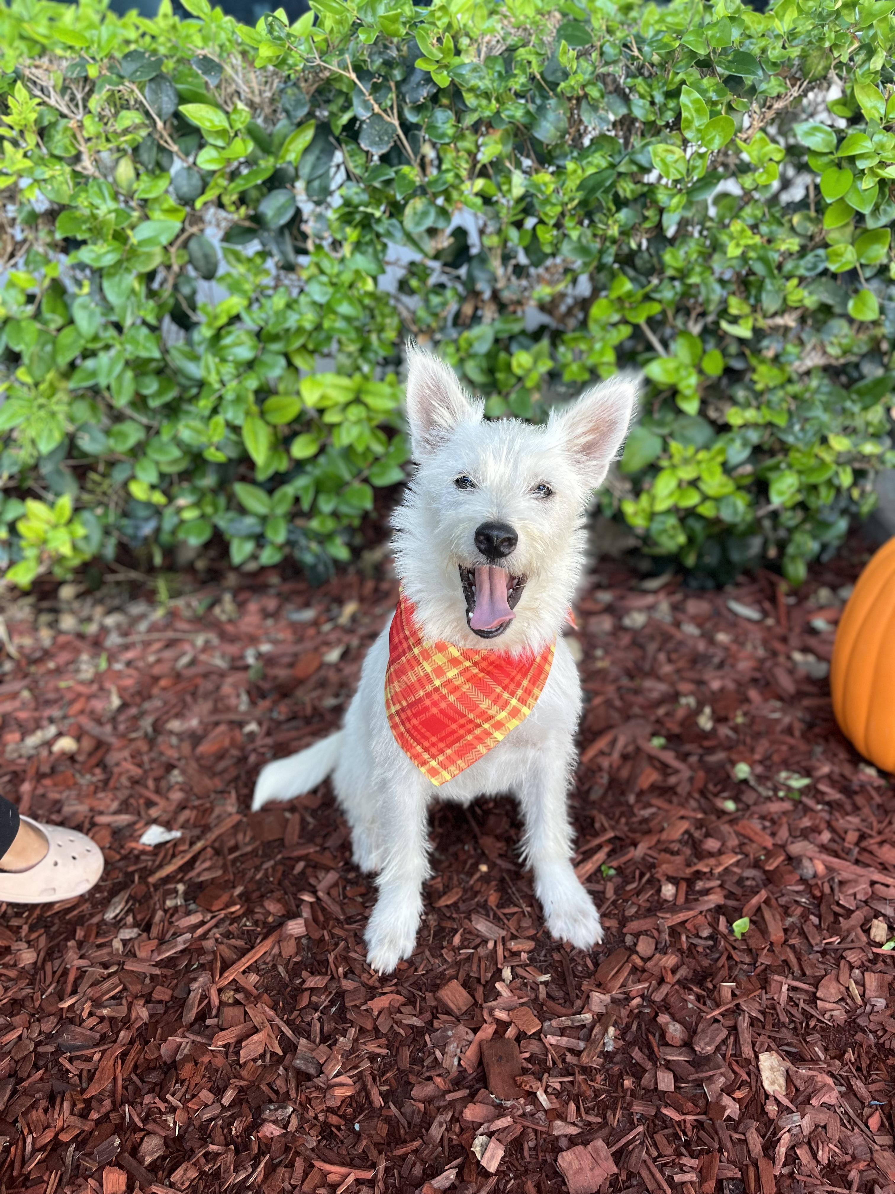 George, ADOPTABLE, Puppy Male Poodle & Terrier.