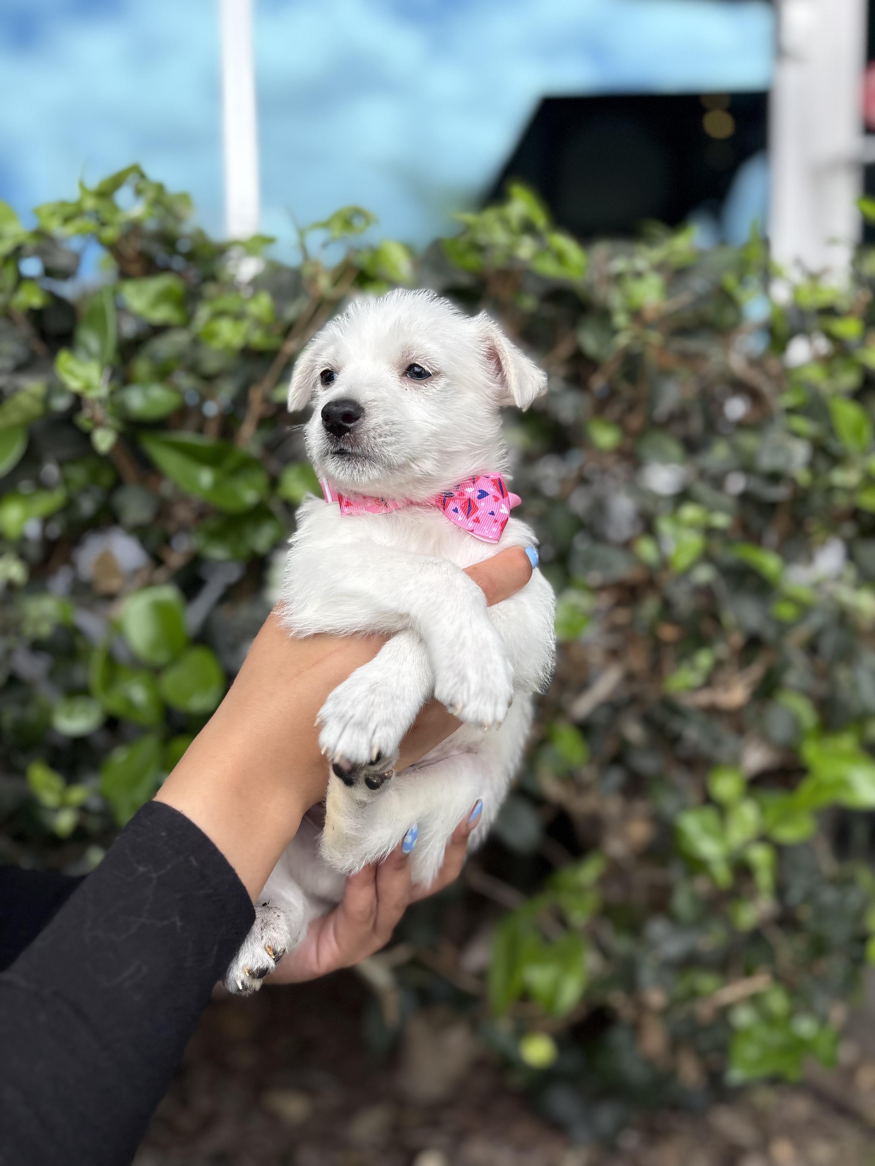 George, a ADOPTABLE mixed breed in South El Monte, CA image 4/4