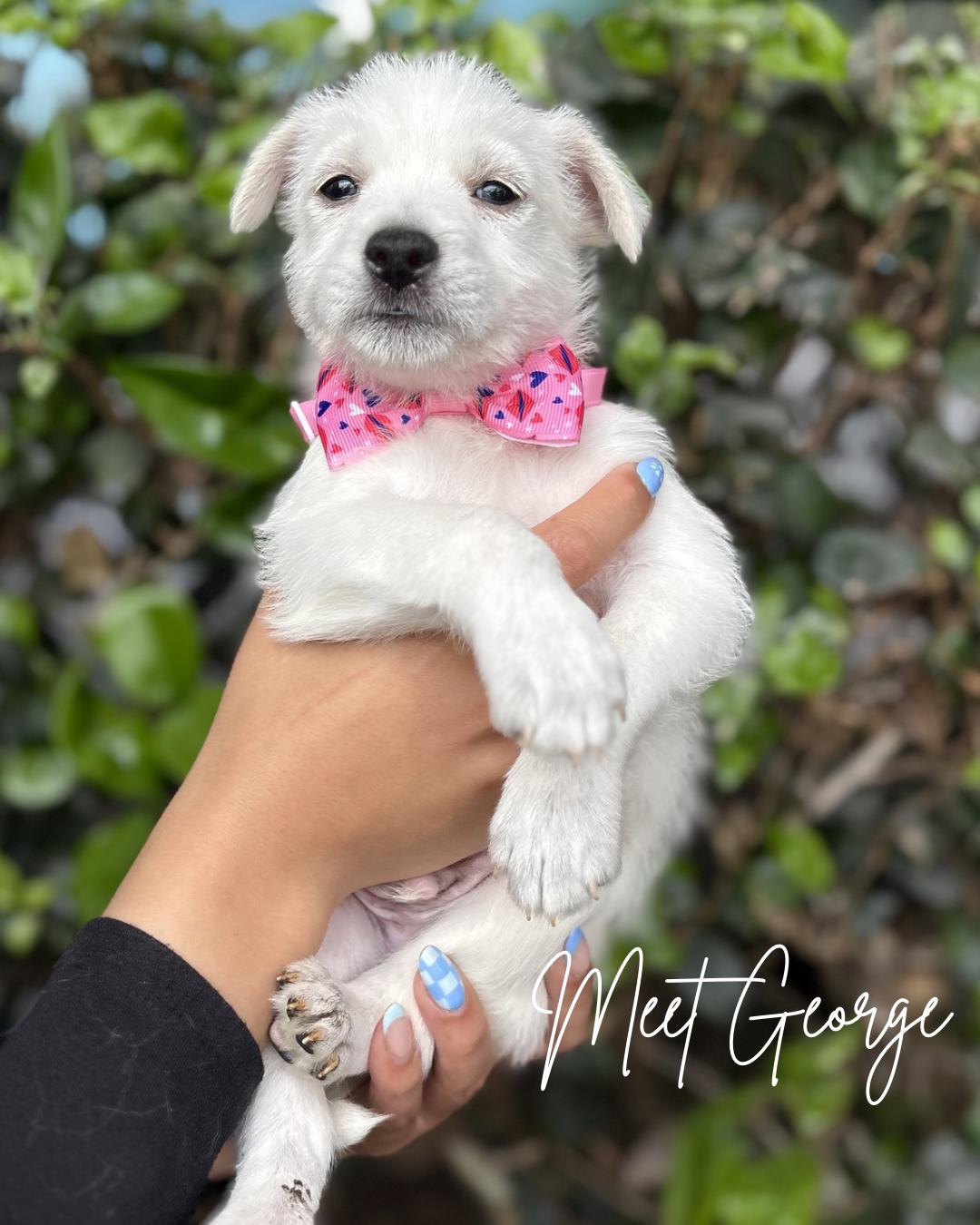 George, a ADOPTABLE mixed breed in South El Monte, CA image 1/4