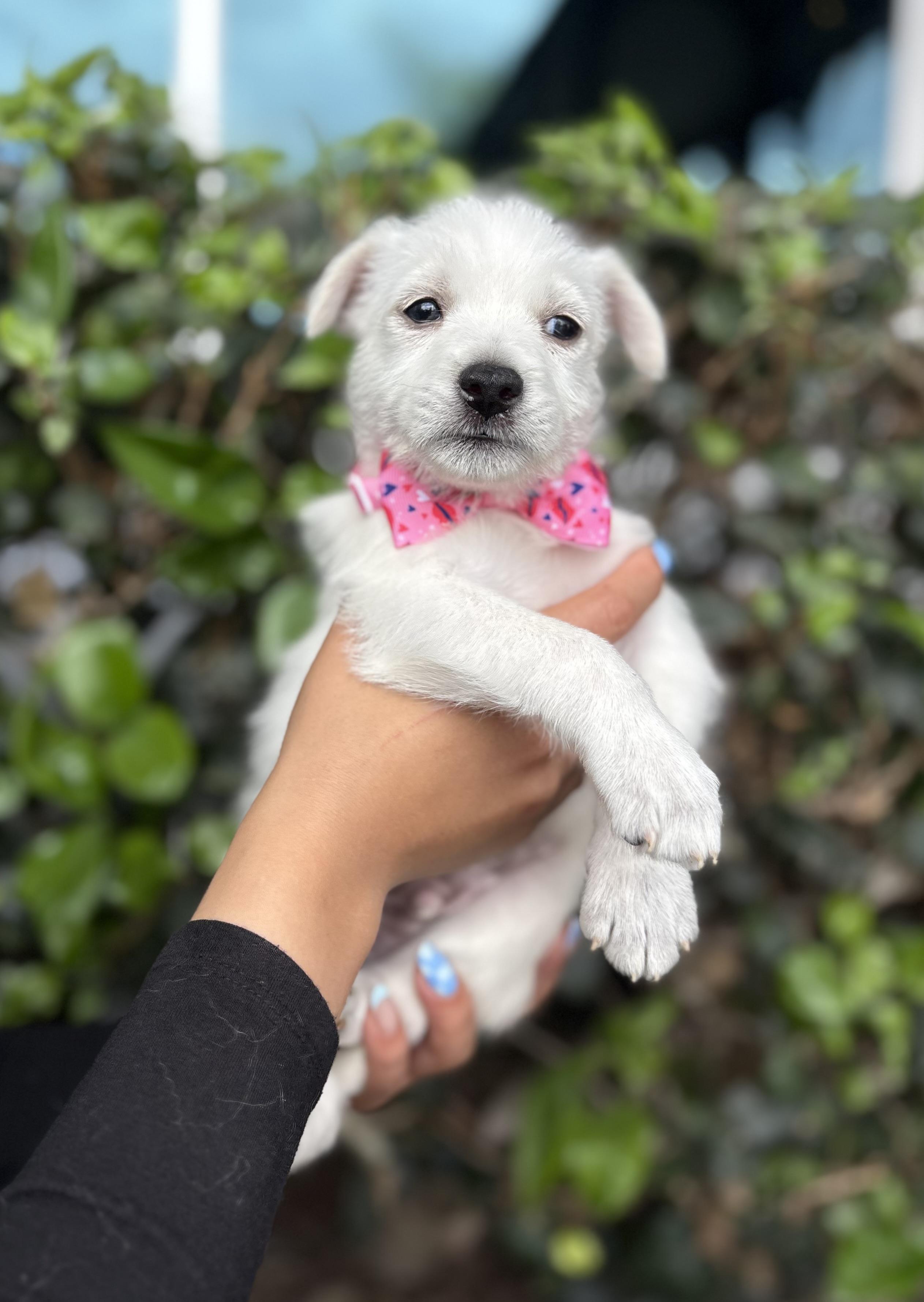 George, a ADOPTABLE mixed breed in South El Monte, CA image 3/4