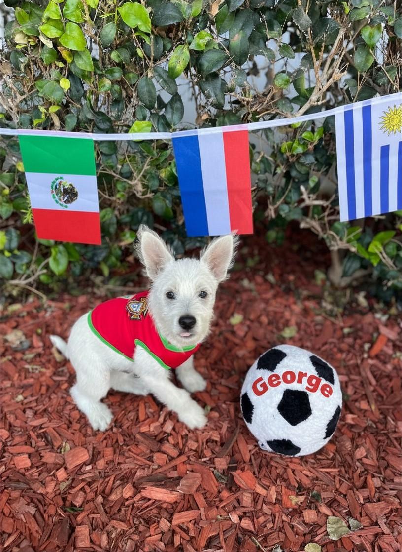 George, ADOPTABLE, Puppy Male Poodle & German Shepherd Dog.