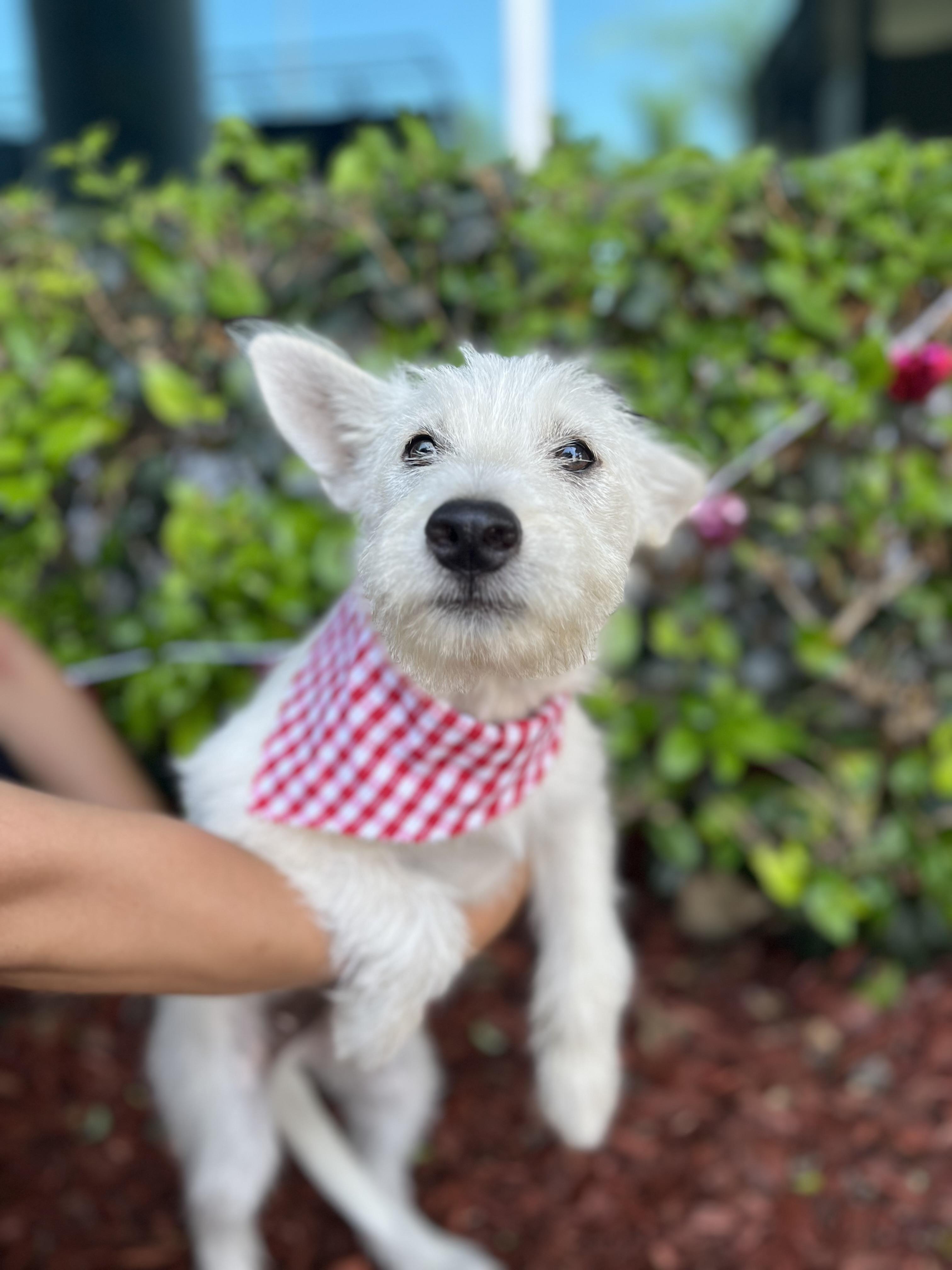 George, a ADOPTABLE mixed breed in South El Monte, CA image 1/5