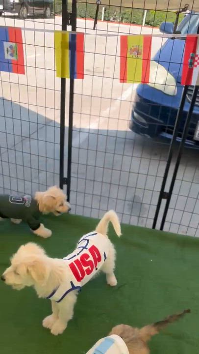 Enlarge George, a ADOPTABLE mixed breed in South El Monte, CA video 5/5
