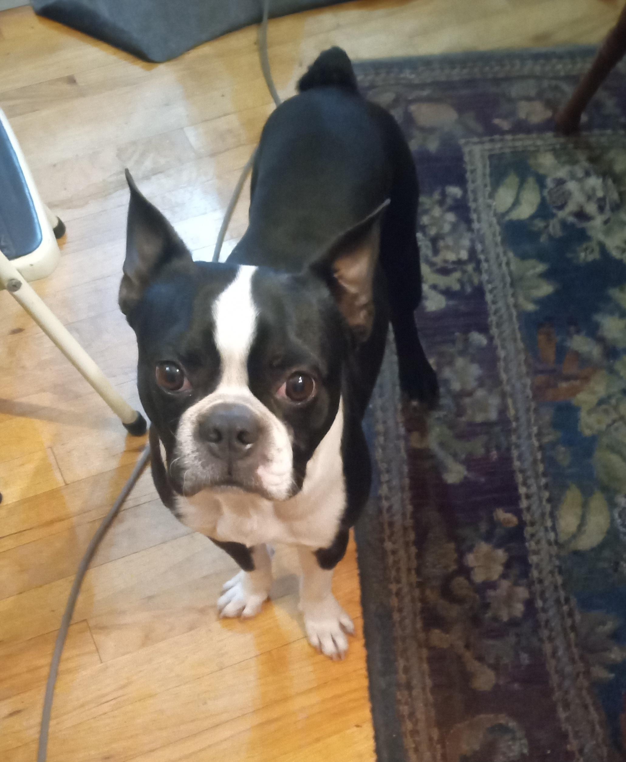 Chance in CO, Adoptable, Young Male Boston Terrier.