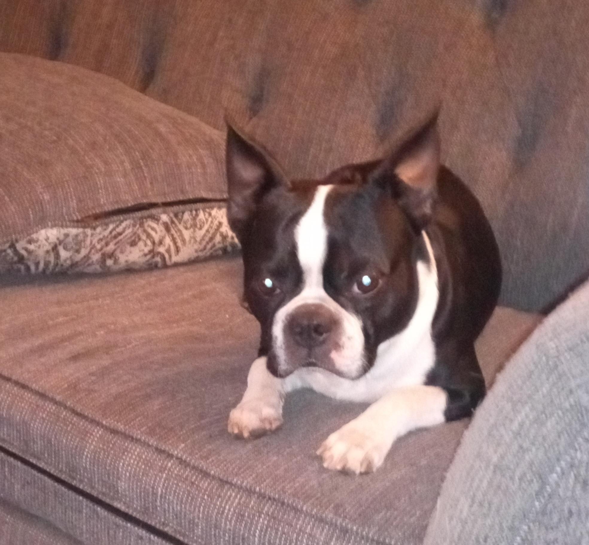 Enlarge Chance in CO, a Adoptable Boston Terrier in Littleton, CO image 3/3