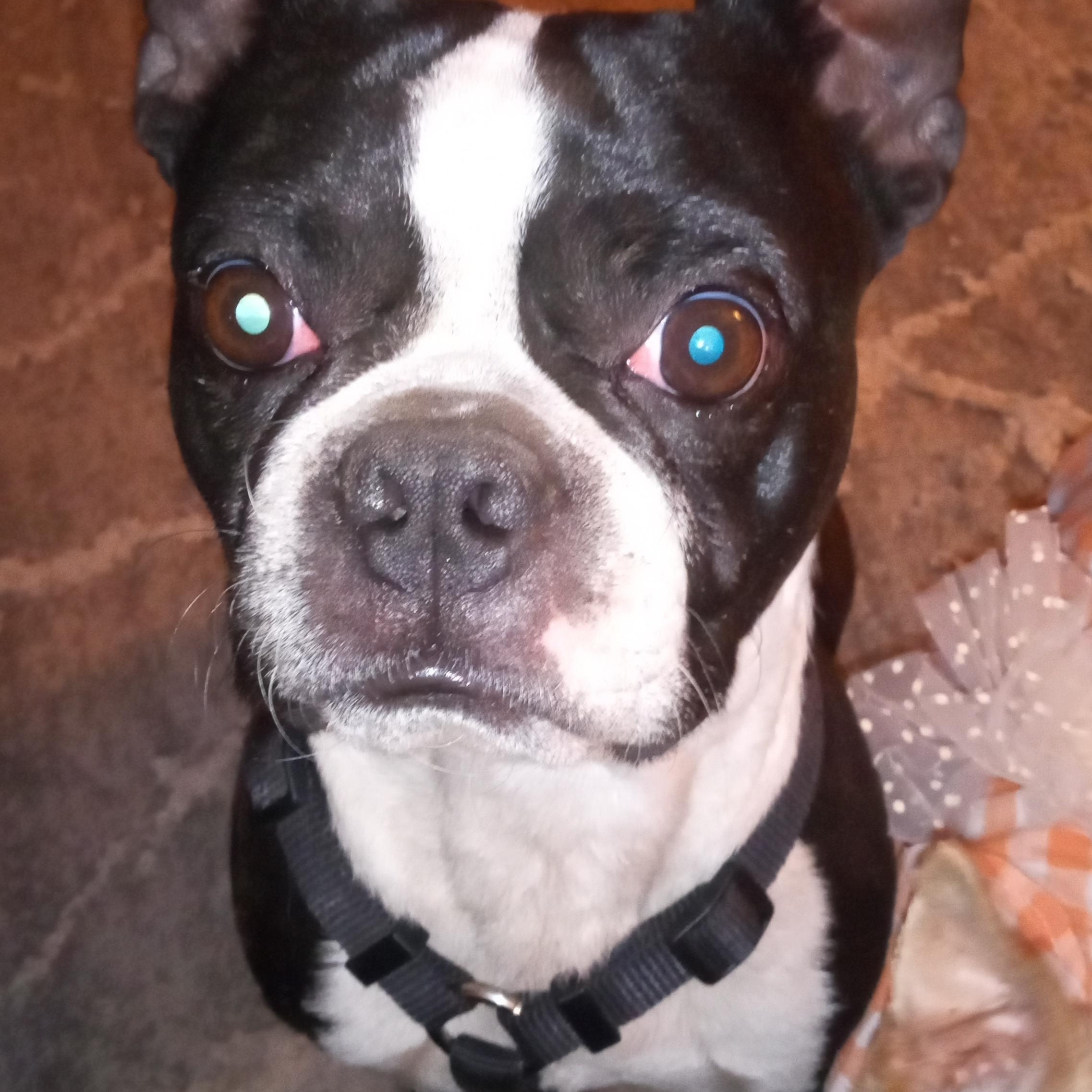 Enlarge Chance in CO, a Adoptable Boston Terrier in Littleton, CO image 2/3