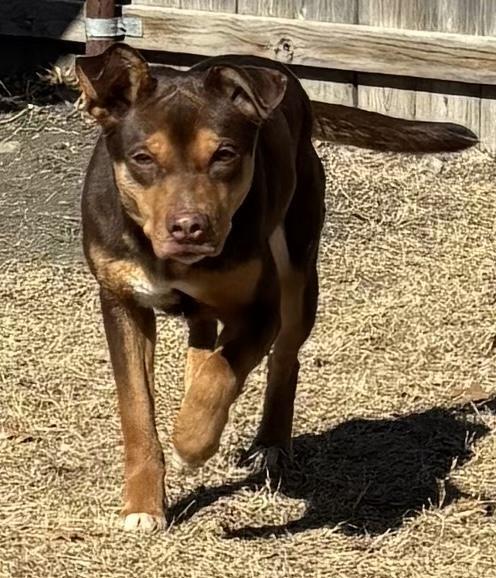 Enlarge Tinkerbell, a Adoptable mixed breed in Great Bend, KS image 1/2