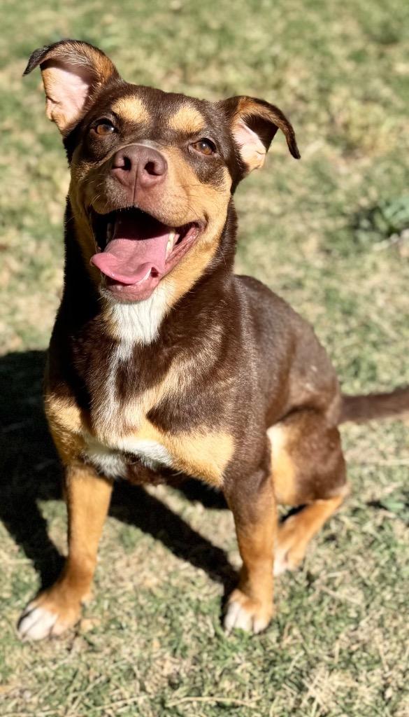 Enlarge Tinkerbell, a Adoptable mixed breed in Great Bend, KS image 2/4