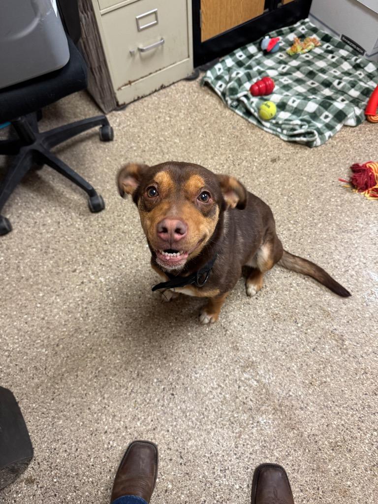 Enlarge Tinkerbell, a Adoptable mixed breed in Great Bend, KS image 2/2