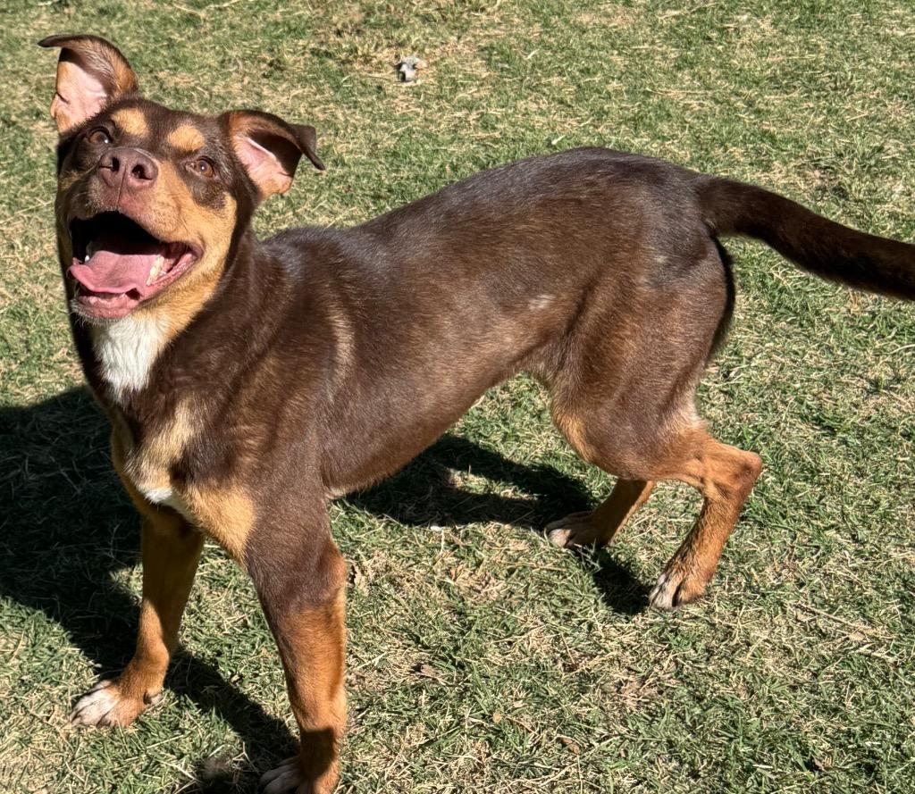 Enlarge Tinkerbell, a Adoptable mixed breed in Great Bend, KS image 4/4
